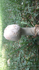 Chlorophyllum molybdites