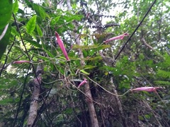 Siphocampylus convolvulaceus