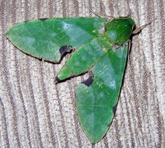 Euchloron megaera