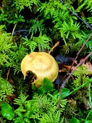 Cortinarius subtortus