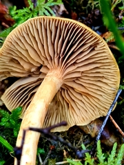 Cortinarius subtortus