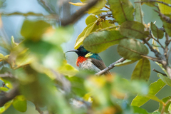 Cinnyris fuelleborni