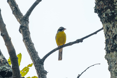 Emberiza cabanisi