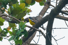 Emberiza cabanisi