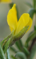 Melolobium lampolobum