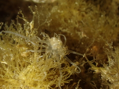 Bunodeopsis strumosa