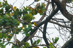 Emberiza cabanisi