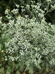 Eupatorium altissimum
