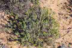 Melolobium lampolobum