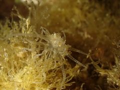 Bunodeopsis strumosa