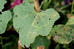 Calycomyza malvae