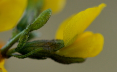 Melolobium lampolobum