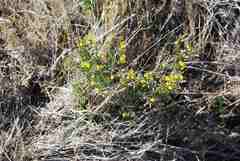 Melolobium lampolobum