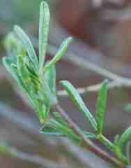 Melolobium lampolobum