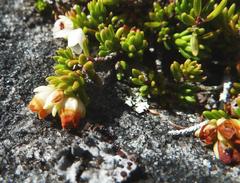 Erica depressa