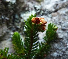Erica depressa