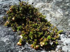 Erica depressa