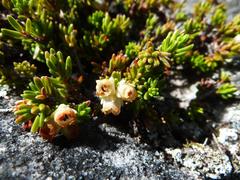 Erica depressa