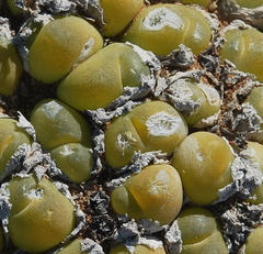 Gibbaeum nuciforme
