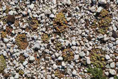 Gibbaeum nuciforme