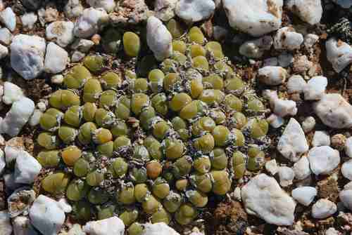 Gibbaeum nuciforme