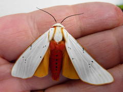 Rhodogastria similis