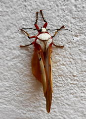 Rhodogastria similis