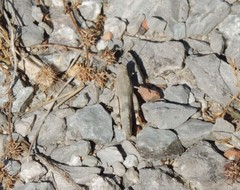Oedipoda germanica