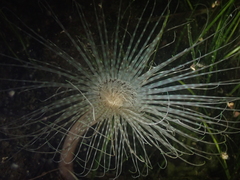 Pachycerianthus solitarius