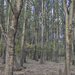 Silver-Leaved Poplar - Photo (c) Chris Wahlberg, some rights reserved (CC BY-NC), uploaded by Chris Wahlberg