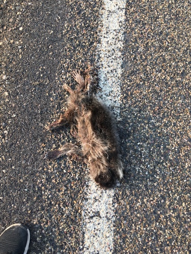 Common Raccoon photographed in Montana