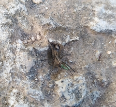 Hogna brevitarsis