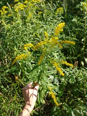 Solidago