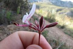 Pelargonium dipetalum