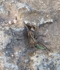 Hogna brevitarsis
