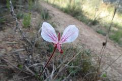 Pelargonium dipetalum