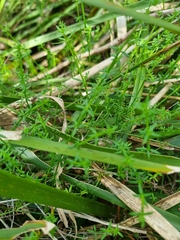 Galium gaudichaudii