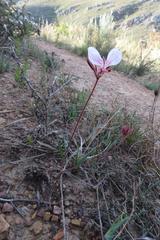 Pelargonium dipetalum