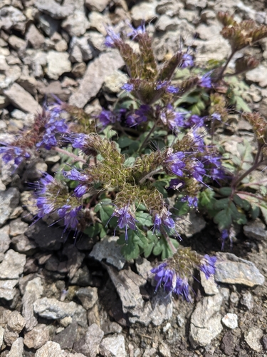 Image of Phacelia bakeri by (c) Alaina Krakowiak, some rights reserved (CC BY)