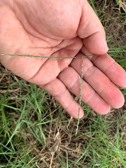 Digitaria heterantha