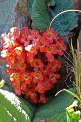 Streptocarpus dunnii