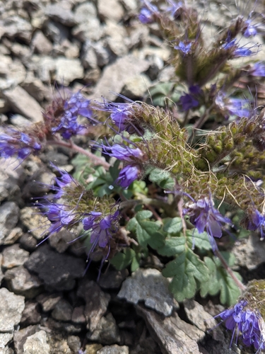 Image of Phacelia bakeri by (c) Alaina Krakowiak, some rights reserved (CC BY)
