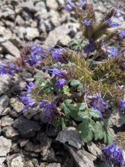 Phacelia bakeri