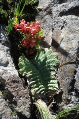 Streptocarpus dunnii