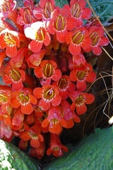 Streptocarpus dunnii