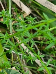 Galium gaudichaudii