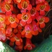 Streptocarpus dunnii - Photo (c) juddkirkel, μερικά δικαιώματα διατηρούνται (CC BY-NC)