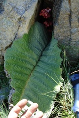 Streptocarpus dunnii