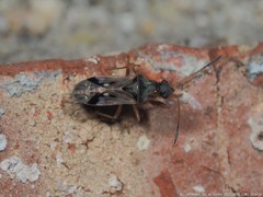 Pseudopachybrachius vinctus