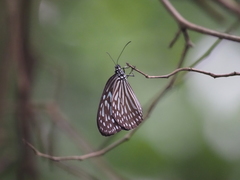 Ideopsis vulgaris macrina